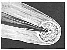 A PHOTOGRAPHIC REPRODUCTION OF A DRAWING SHOWING THE HEAD OF DONATI'S COMET AS SEEN IN 1853