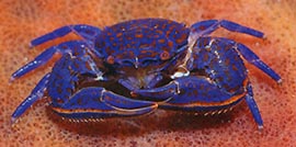 Blue Crab