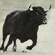 Running Bull