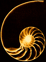 Nautilus Shell