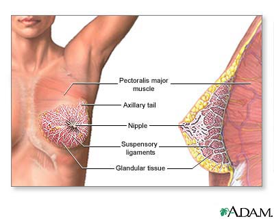 Female Breast