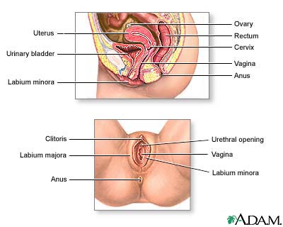 Female reproductive anatomy