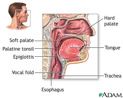 Throat anatomy