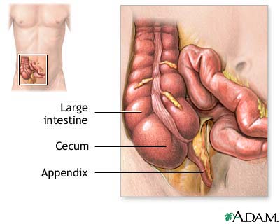 Appendix