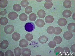 Red blood cells, normal