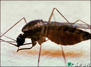 Mosquito, adult feeding on the skin