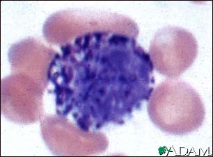 Basophil (Close-up)