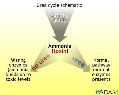 Urea cycle