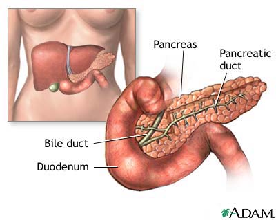 Pancreas