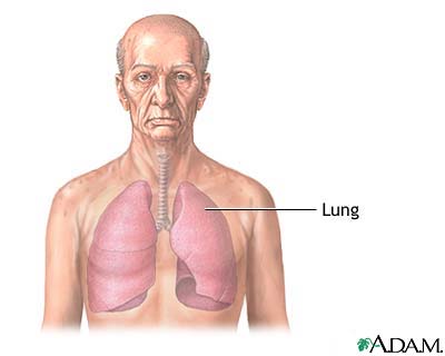 The lungs