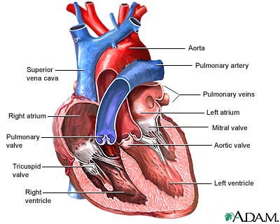 Heart valves - anterior view