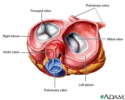 Heart valves - superior view