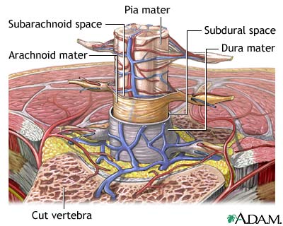 Meninges of the spine