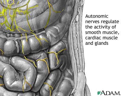 Autonomic Nerves