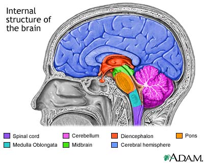 Brain structures