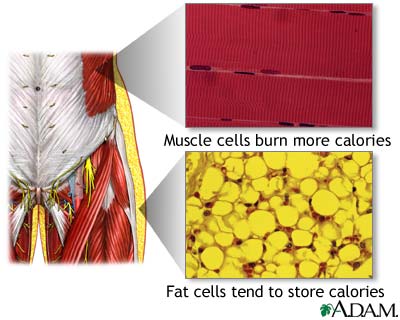 Muscle cells vs. fat cells