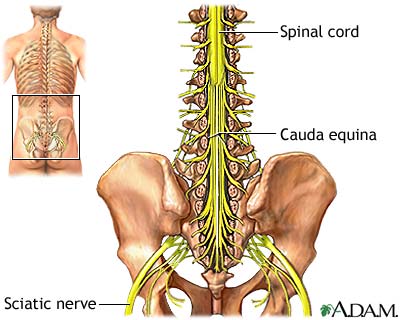 Cauda equina