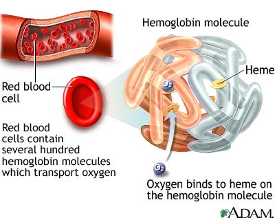 Hemoglobin