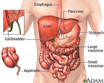 Abdominal organs