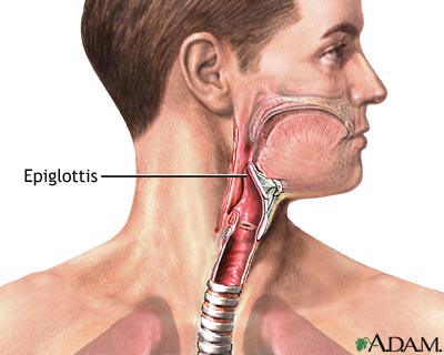 Epiglottis