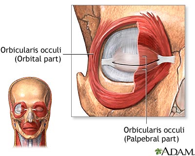 Eye muscles