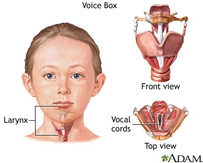 Voice box