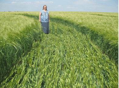 Crop Circles