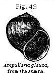 Fig. 43: 
Ampullaria glauca.