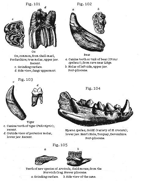 Figs. 101 to 105: Teeth of extinct mammalia.