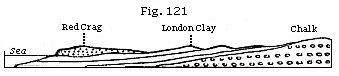  Fig. 121: Red Crag, London clay and chalk.