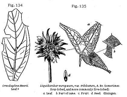 Fig. 134: Creodaphne Heerii. Fig. 135: Liquidambar europæum, var. trilobatum