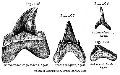 Fig. 196: Carcharodon angustidens, Fig. 197: Otodus obliquus, Fig. 198: Lamna elegans, Fig. 199: Galcocerdo latidens.