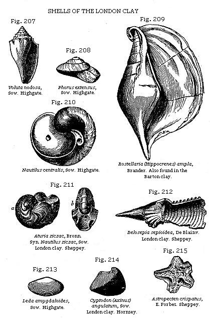 Fig. 207: Voluta nodosa, Fig. 208: Phorus extensus, Fig. 209: Rostellaria (Hippocrenes) ampla, Fig. 210: Nautilus centralis, Fig. 211: Aturia ziczac, Fig. 212: Belosepia sepioidea, Fig. 213: Leda amygdaloides, Fig. 214: Cyptodon (Axinus) angulatum, Fig. 215: Astropecten crispatus.