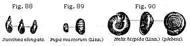 Fig. 88: Succinea elongata; Fig. 89: Pupa muscorum (Linn.); Fig. 90: Helix
hispida (Linn.) (plebia).