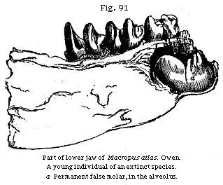 Fig. 91: Part of a lower jaw of Macropus atlas.