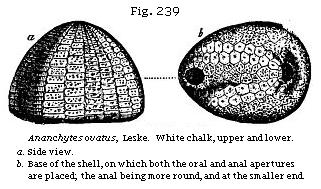 Fig. 239: Ananchytes ovatus. White chalk, upper and lower.