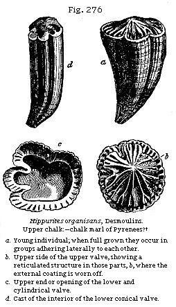 Fig. 276: Hippurites organisans. Upper chalk:—chalk marl of Pyrenees?†