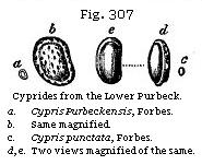 Fig. 307: Cyprides from the Lower Purbeck.