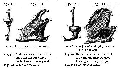 Fig. 340: Part of lower jaw of Tupaia Tana. Fig. 341: Side view of same. Fig. 342: Part of lower jaw of Didelphys Azaræ. Fig. 343: Side view of same. Fig. 344: Amphitherium Prevostii.