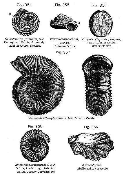 Fig. 354: Pleurotomaria granulata. Fig. 355: Pleurotomaria ornata. Fig. 356: Collyrites (Dysaster) ringens. Fig. 357: Ammonites Humphresianus. Fig. 358: Ammonites Braikenridgii. Fig. 359: Ostrea Marshii.