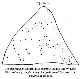 Fig. 429: Ground plan of fossil forest, Parkfield Colliery, near Wolverhampton, showing the position of 73 trees in a quarter of an ace.