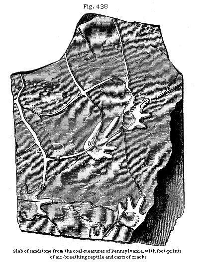 Fig. 438: Slab of sandstone from the coal-measures of Pennsylvania, with foot-prints of air-breathing reptile and casts of cracks.