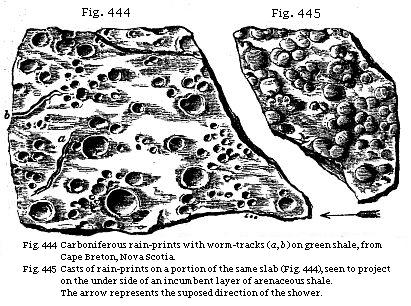 Fig. 444: Carboniferous rain-prints with worm tracks on green shale, from Cape Brton, Nova Scotia. Fig. 445: Casts of rain-prints on a portion of the same slab (Fig. 444), seen to project on the underside of an incumbent layer of arenaceous shale.