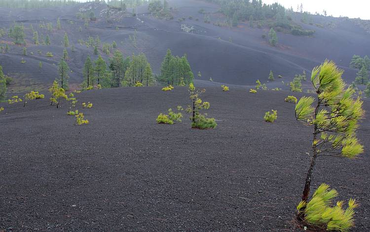 Field of scoriaceous lapilli in La Palma