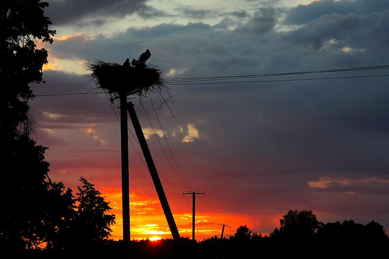 White storks on a nest