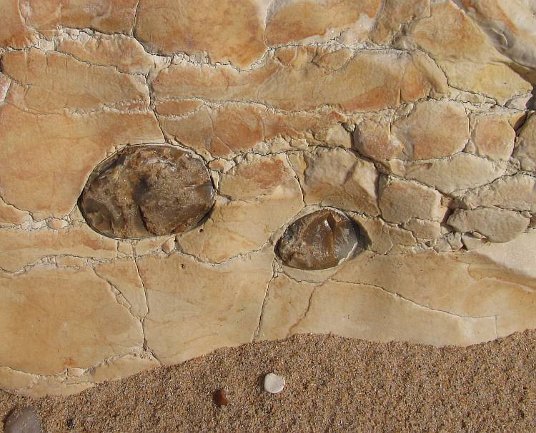 Chert nodules in chalk