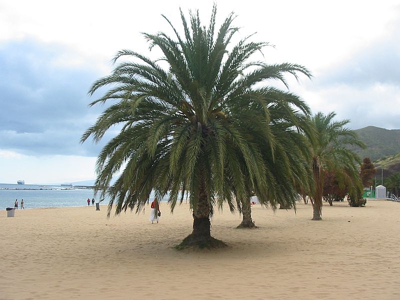 Playa de Las Teresitas with breakwater