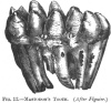 FIG. 12.—MASTODON'S TOOTH. (<i>After Figuier</i>)