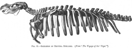 FIG. 15.—SKELETON OF RHYTINA STELLERI. (<i>From</i> “<i>The Voyage of the</i> ‘<i>Vega</i>’”)