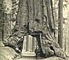 THE WAWONA TREE AND GALEN CLARK, DISCOVERER<BR>
<I>Photo J. T. Boysen</I>